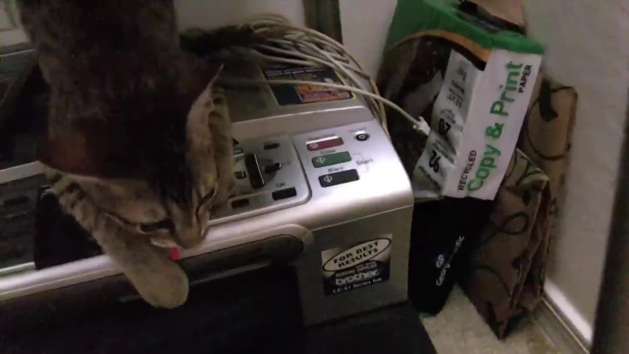 My vicious Savannah cat at 3 1/2 months old.