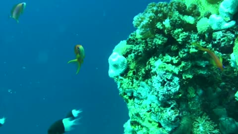 NO SOUND - Reef fishes