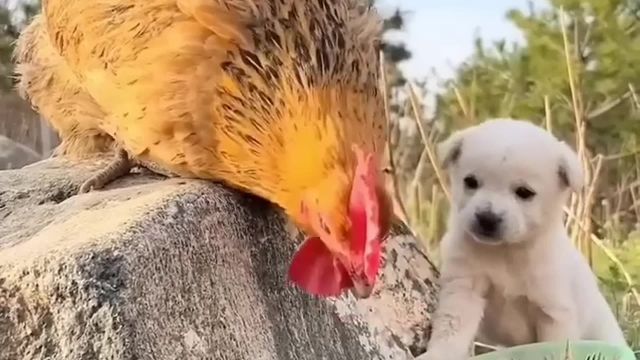 Puppy 's family - follow me