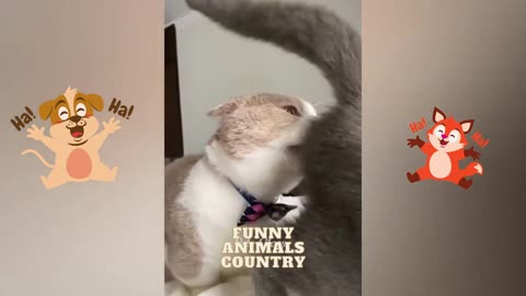 New Funny Videos 20223😂 Cutest animals Doing Funny Things.