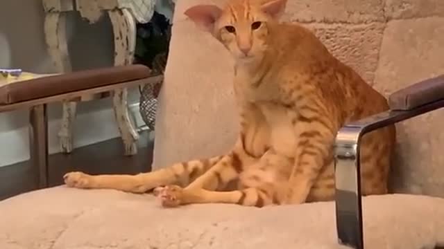 cute cat sitting sweetly on the sofa without the burden of life