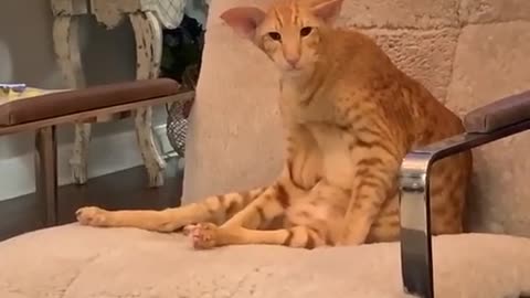 cute cat sitting sweetly on the sofa without the burden of life