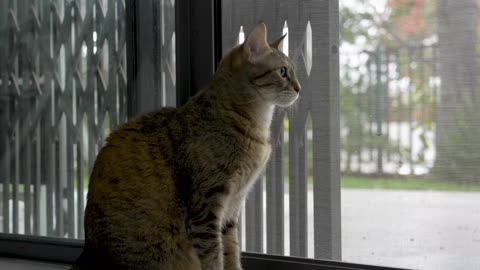 Kitty cat chilling by the window