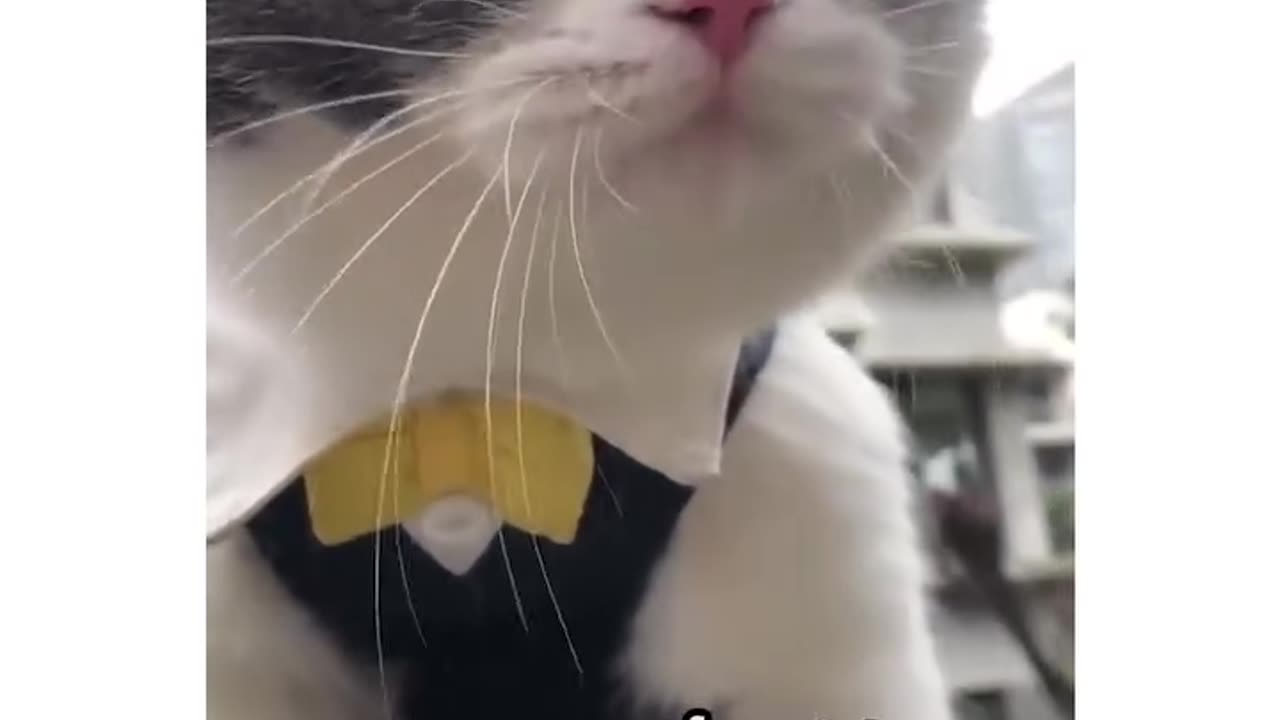 Funny cats talking and yelling like humans