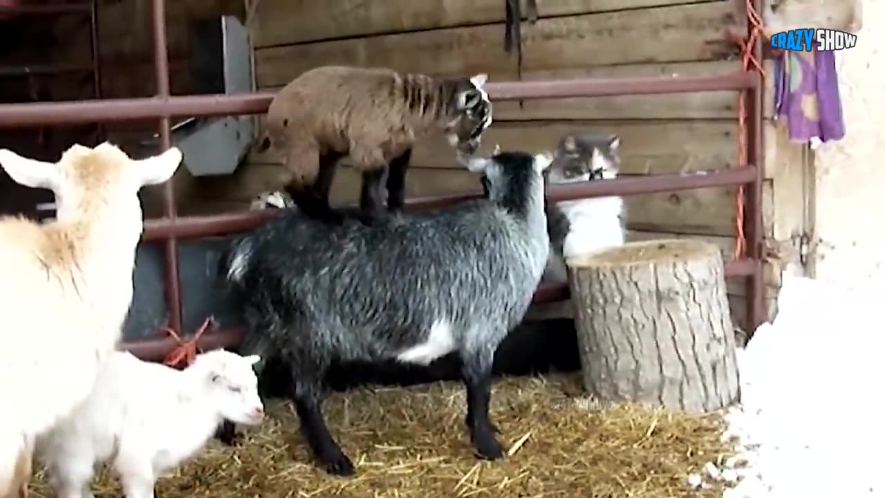 RAMS AND GOATS ARE ATTACKING! JOKES WITH SHEEP FUNNY GOATS #1