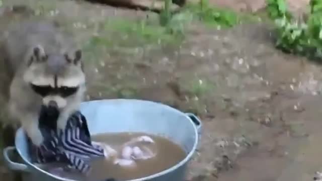 Funny raccoons wash😂