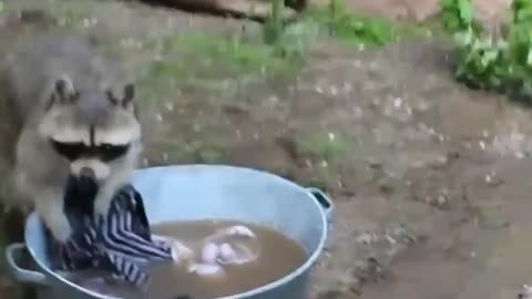 Funny raccoons wash😂