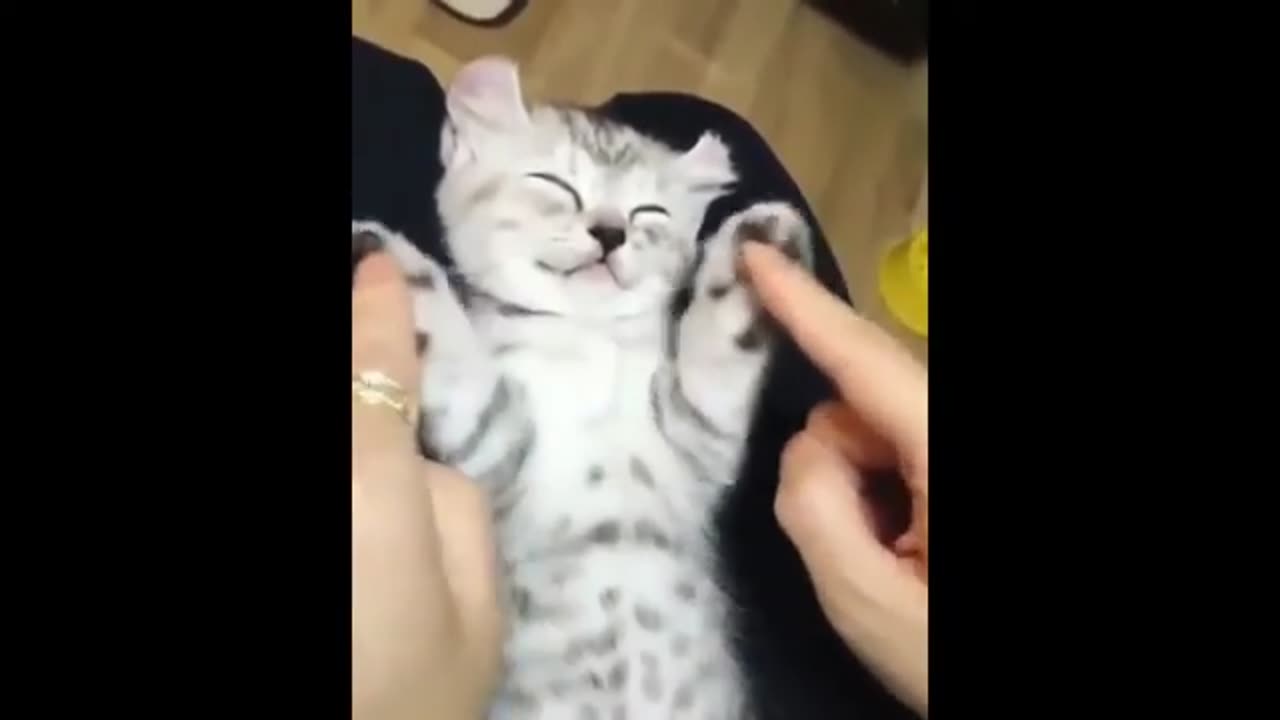 Funny cat video compilation V.2