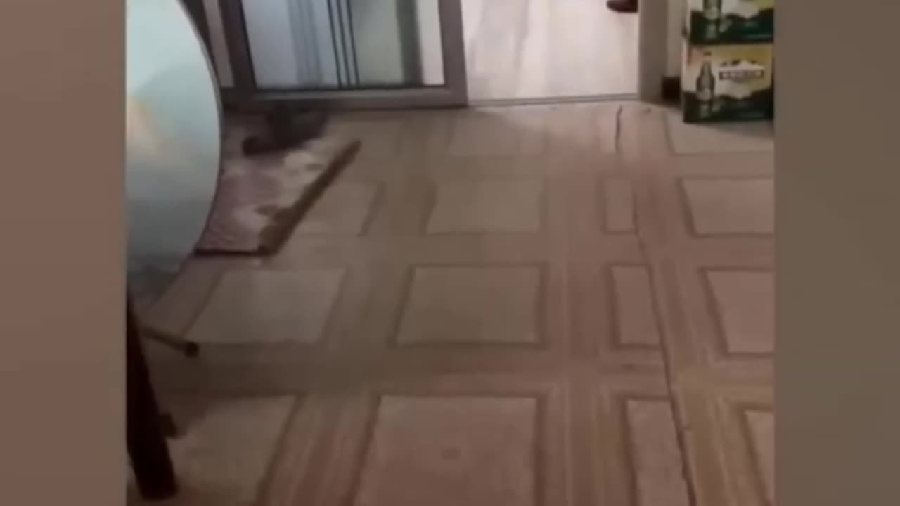 Amazing animals๐๐๐