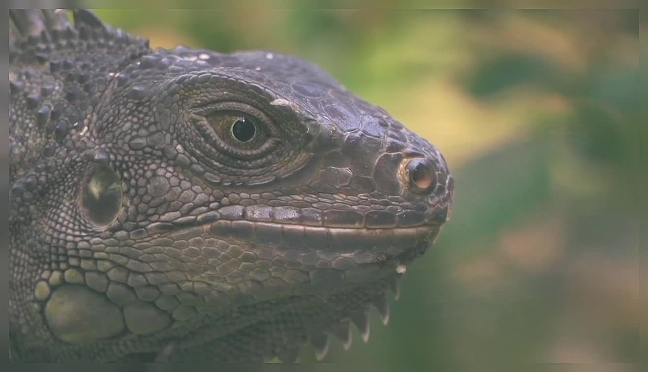 Iguanas Reptiles Nature Beautiful Nature Beautiful Reptiles Iguanas Wildlife