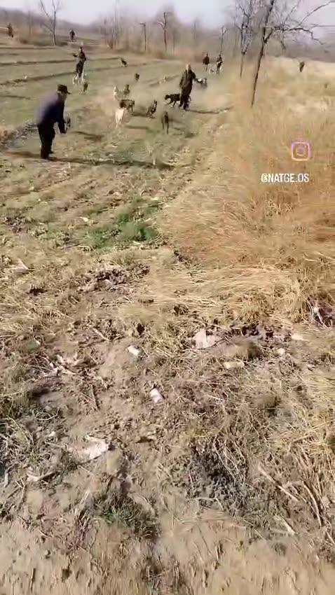 When you’ve got 20 dogs, 5 hunters, and zero chance of catching this rabbit 😂🐇 Rabbit’s ...🐕‍🦺💨