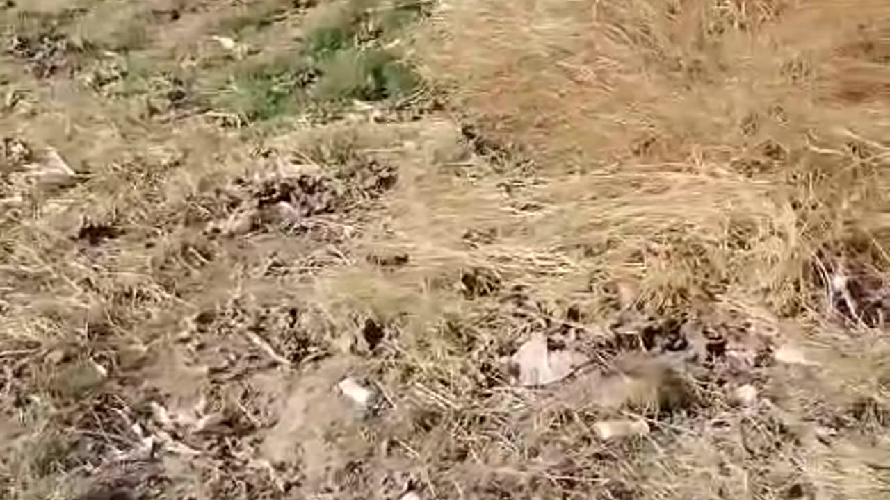 When you’ve got 20 dogs, 5 hunters, and zero chance of catching this rabbit 😂🐇 Rabbit’s ...🐕🦺💨