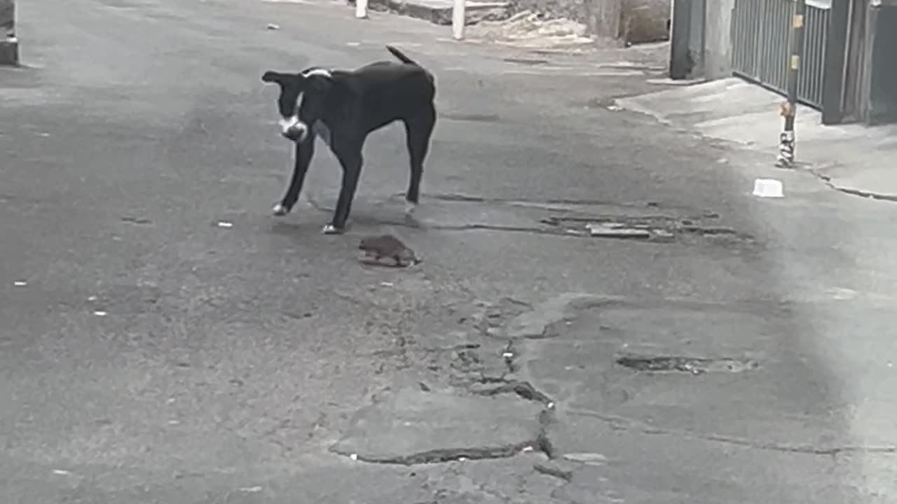 Feisty Rat Scares Off Dog