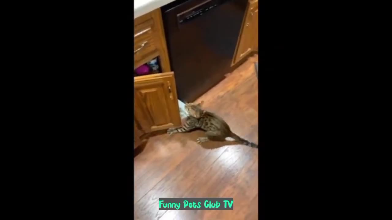 Funny Animal Videos 🤣 Funniest Cats and Dogs Videos 2024 😹🐶 #