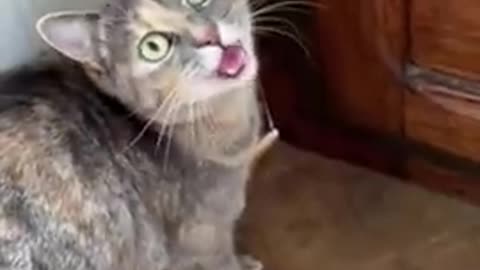 awesome ways to attract your cat