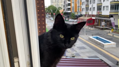 This morning, I saw a black cat on my balcony.