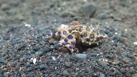 Blue Ringed octopus - extremely venomous species of octopus