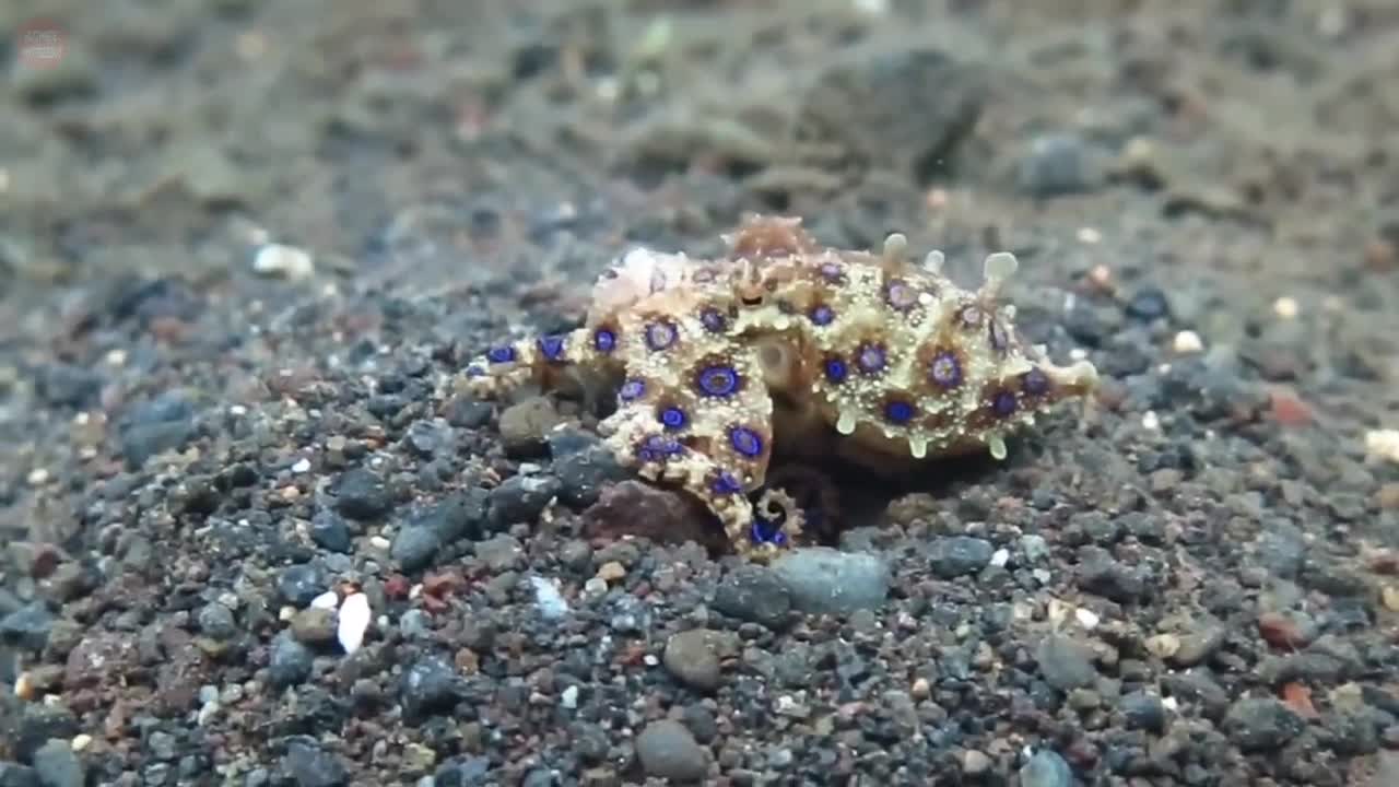 Blue Ringed octopus - extremely venomous species of octopus