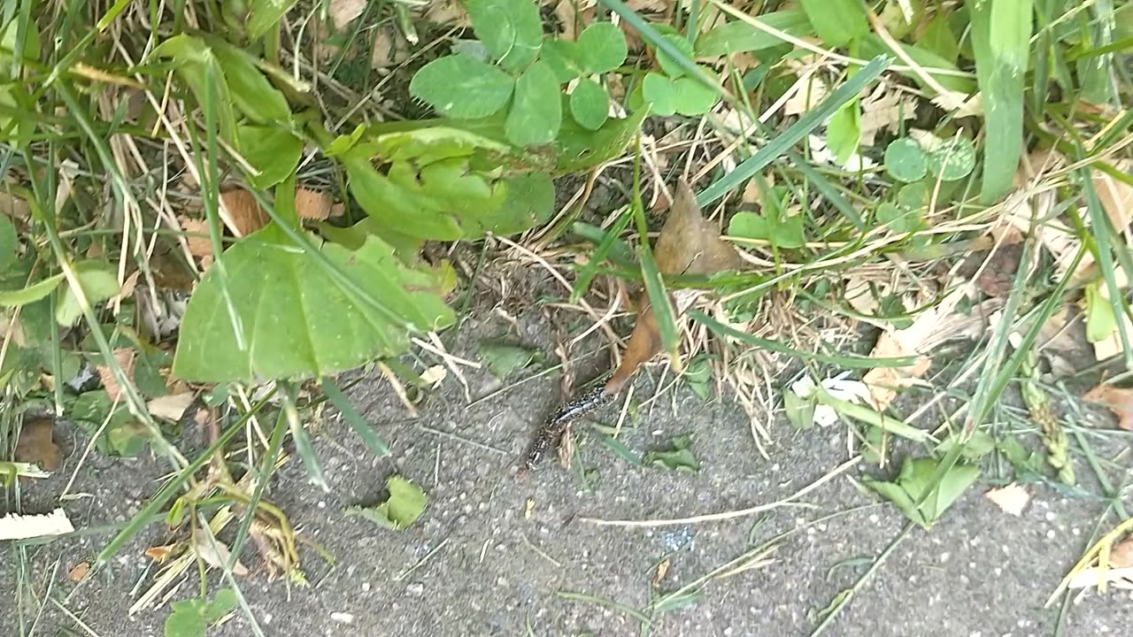 Insect