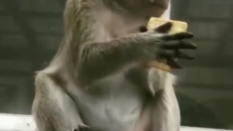 Monkey funny tik tok videos