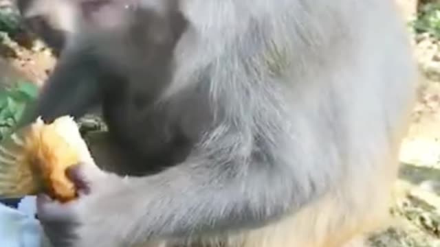 Monkey and his son eat funny and wonderful
