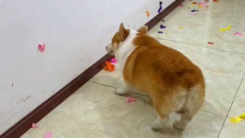 Dog is playing with balloon 🎈
