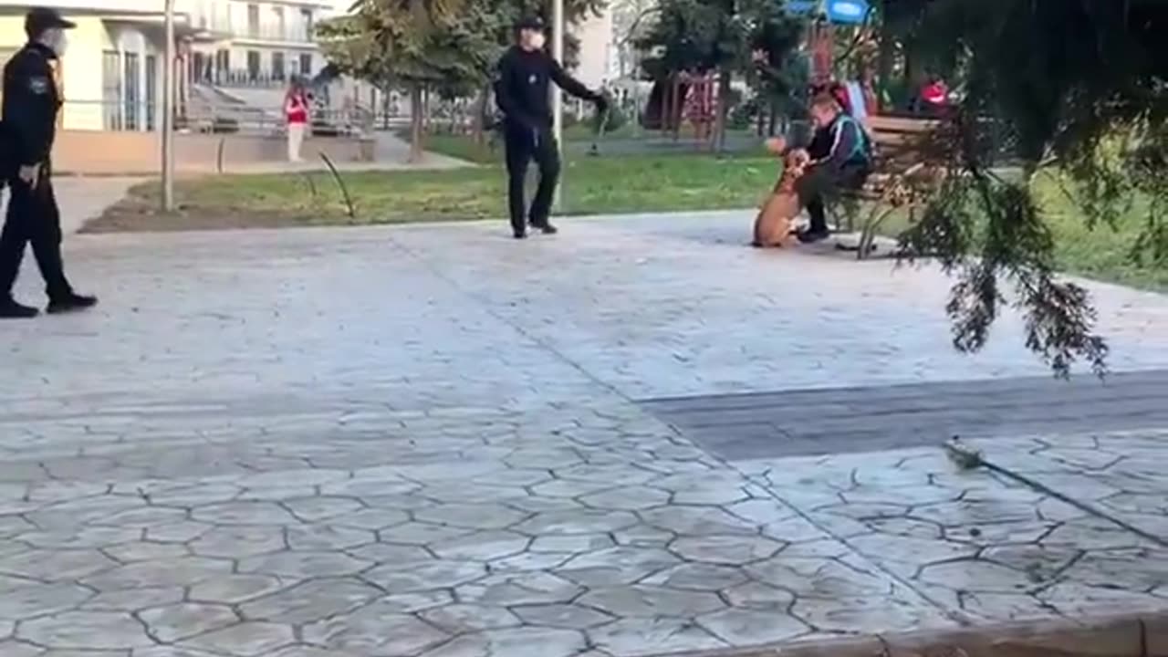 do you think the dog is to blame