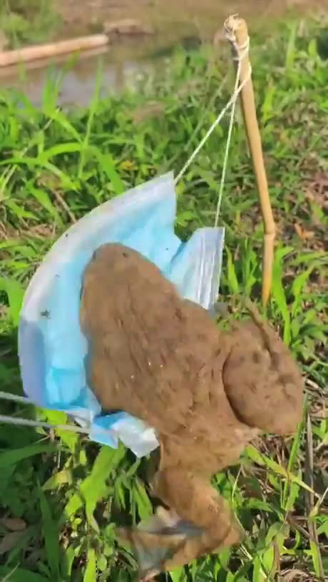 This is the frog sitting in the hammock