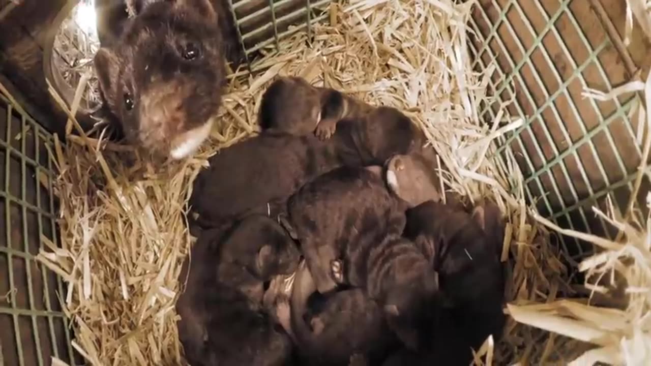 Amazing Mink Farming Technique - Mink Fur Harvest and Processing in Factory - Mink Fur industry