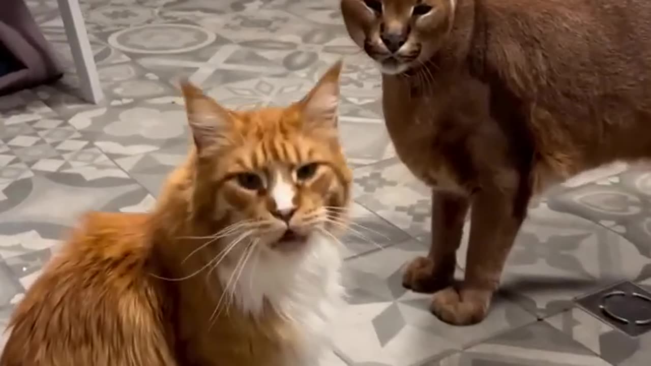 Cat Reaction ðŸ˜ðŸ˜ðŸ˜ðŸ˜ðŸ˜ðŸ˜ðŸ˜ðŸ˜ðŸ˜ðŸ˜