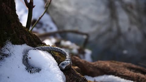 Exploring Norse Paganism: The Significance of Oath Rings