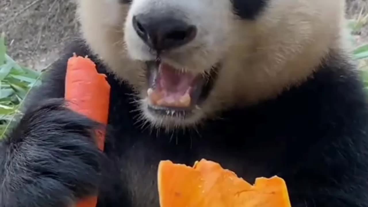 adorable when you see pandas eating🍴🍱