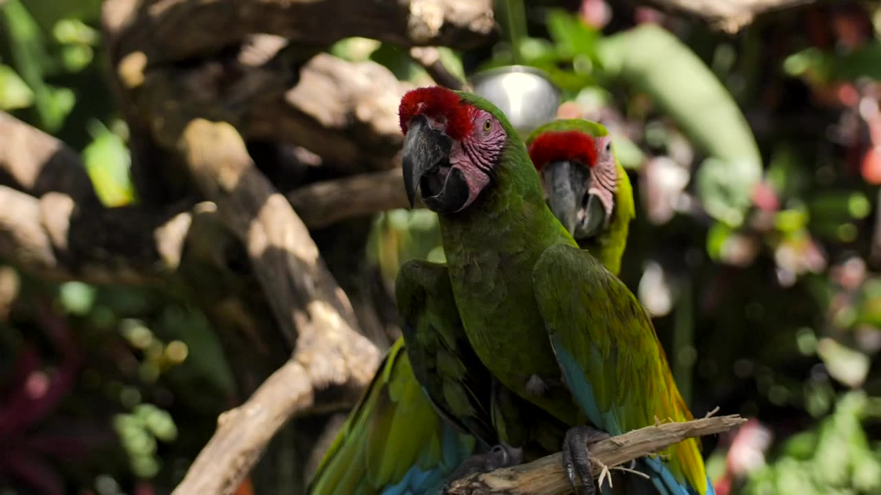 Parrots on a branch in a nature reserve