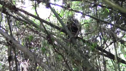 JEUNE GORILLE DANS LES ARBRES RWANDA