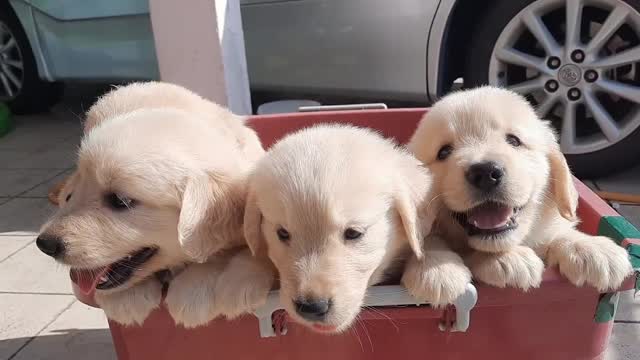 cutii dogs