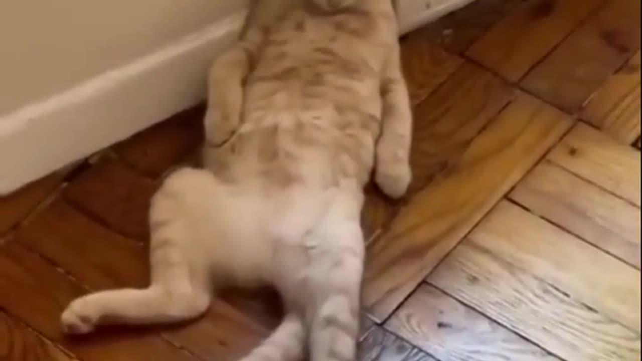 Cat comedy , cute cat funny cat