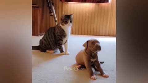 You Laugh You Lose 🤣 Funniest Cats and Dogs 😻🐶