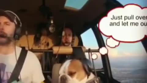 FUNNY PETS... EVEN IN THE HELICOPTER