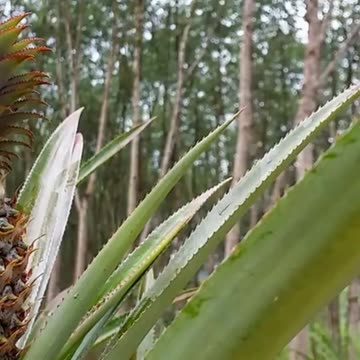 Given below are a list of the drinks that make you lose weight, along with recipes to prepare them