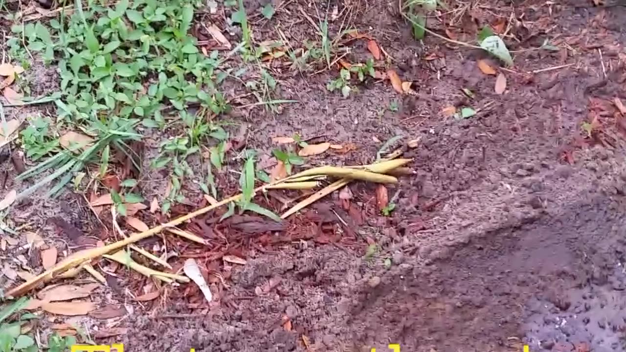 Planting the Grapefruit Tree