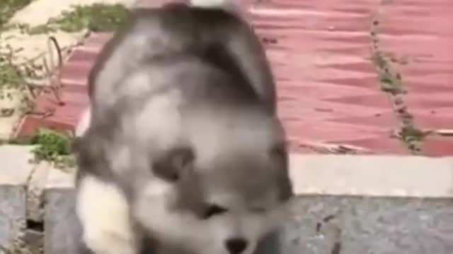 Cute Puppies Doing Funny Things 2021😍 03 | Fun with pets #shorts