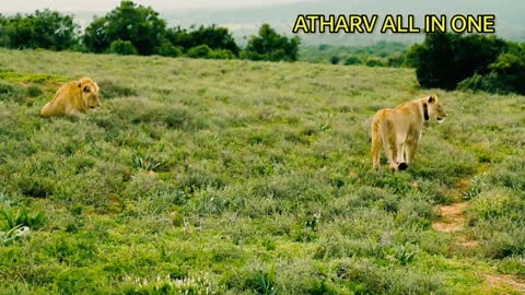 Collection of wild animals in 4k