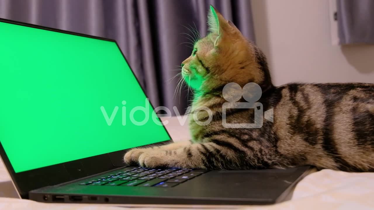 running cat camouter