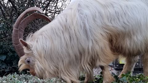 Kashmiri Goat In Wales.