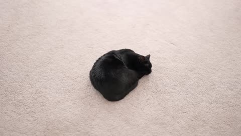 FORBIDDEN BODY