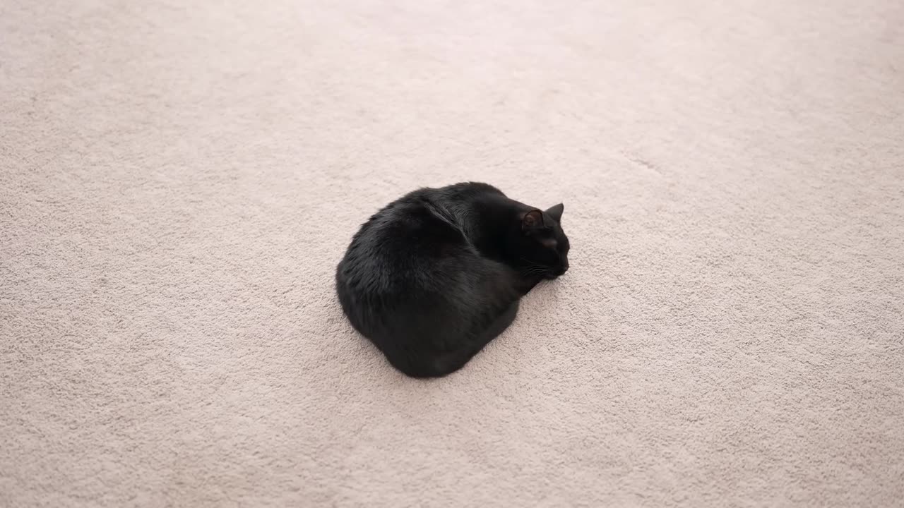 FORBIDDEN BODY