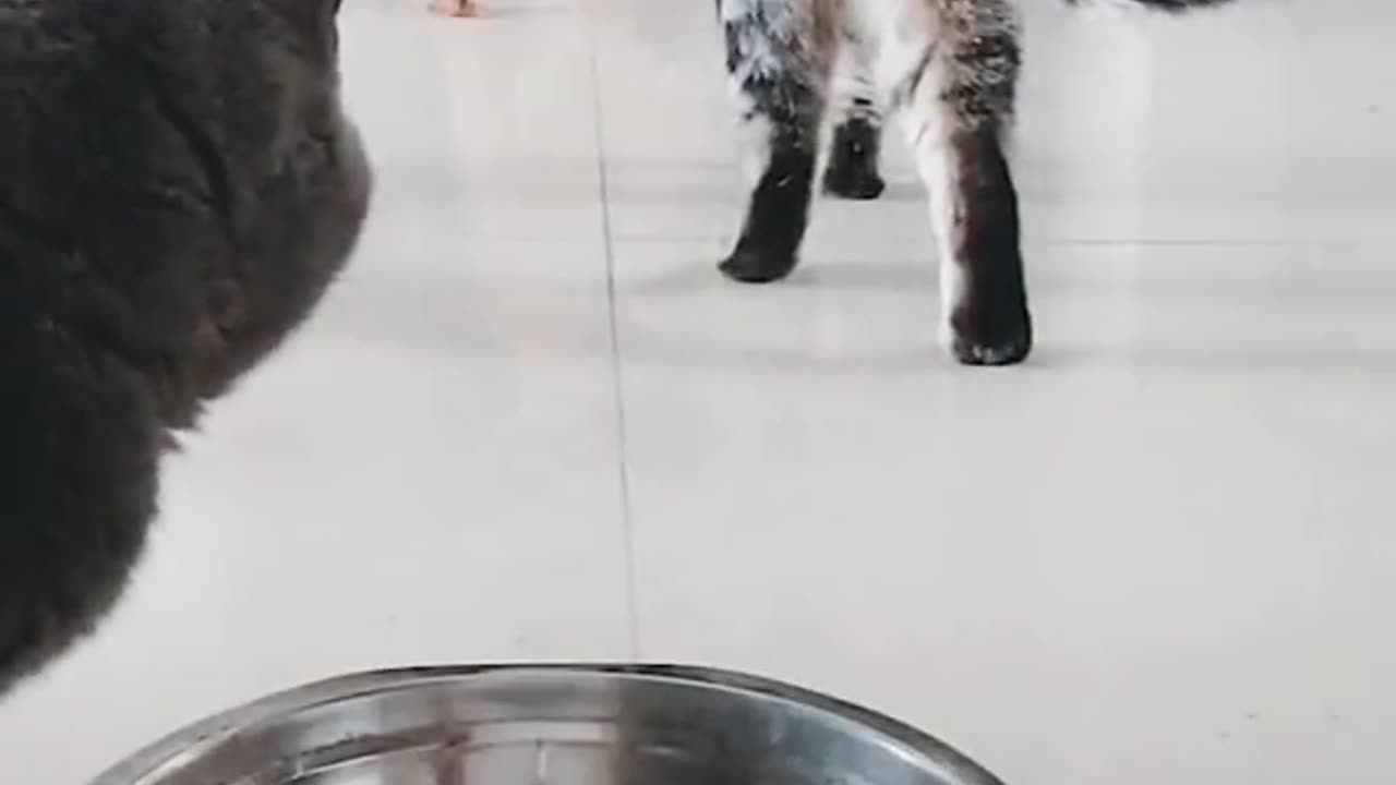TIPSY CAT ............🐈