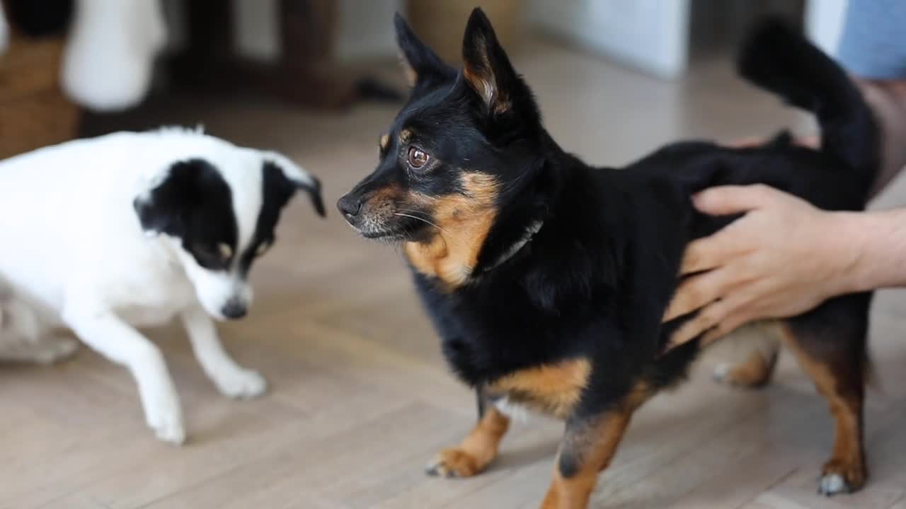 Dog Getting Scratches