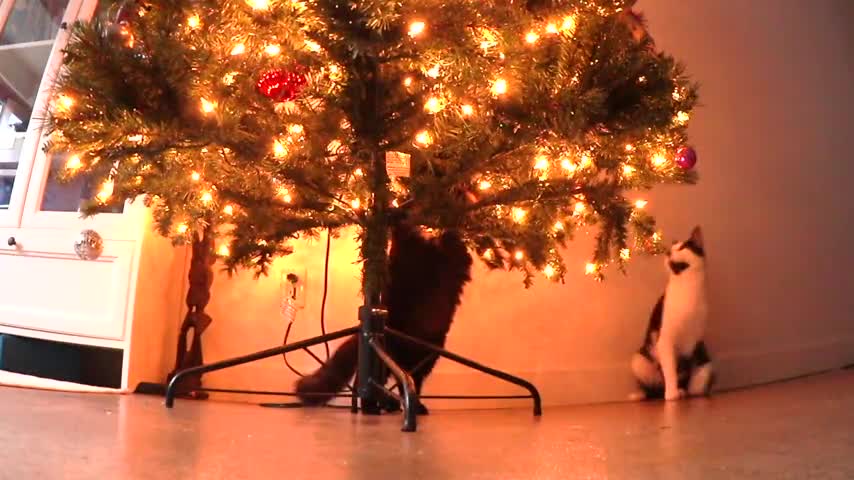 Hidden camera shows cats attacking Christmas tree