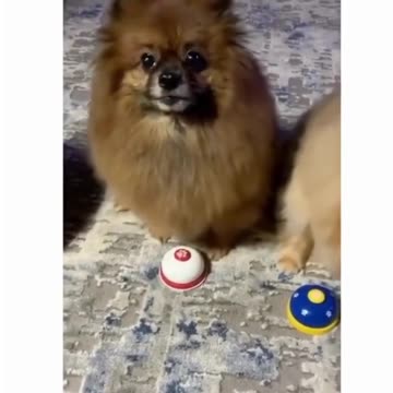 Adorable Pooch Rings Bell for Food!